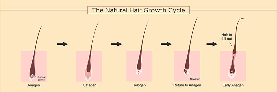 The Natural Hair Growth Cycle: Acknowledging the Anatomy of Your Hair  Follicles – Manestream