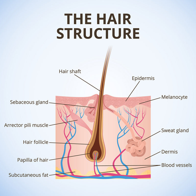 Anatomy of Hair Structure  Structure of the hair root  Hair  Senses