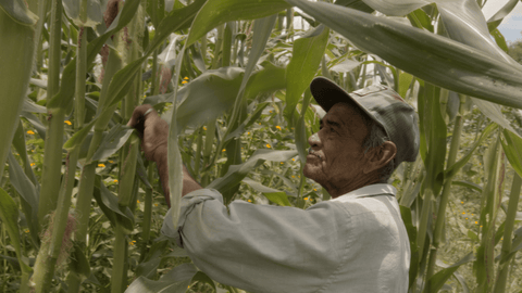 The farm's crops flourish with the use of the organic fertiliser range