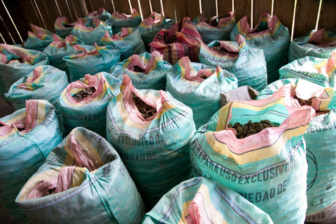 Bags of Fairtrade Brazil Nuts gathered from the floor of the Bolivian Amazon