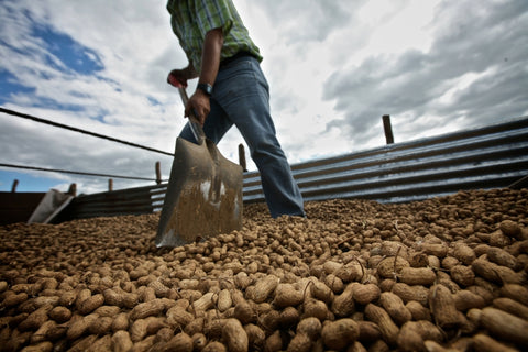 A farmer shovelling piles of recently harvested peanuts