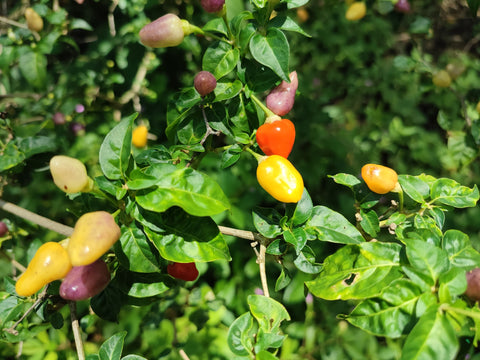 Bountiful crops of mulit-coloured chillis are fed with homemade fertilisers