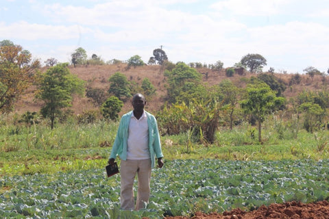 Christopher Kajawa shows his macadamia agroforestry field in Dowa, Nachisaka cooperative