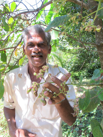 A smallholder farmer & member of Fair Trade Alliance Kerala with his cashew crop