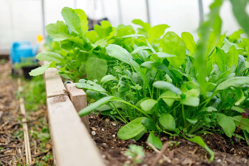 Organic fertilizer growth on arugula plants