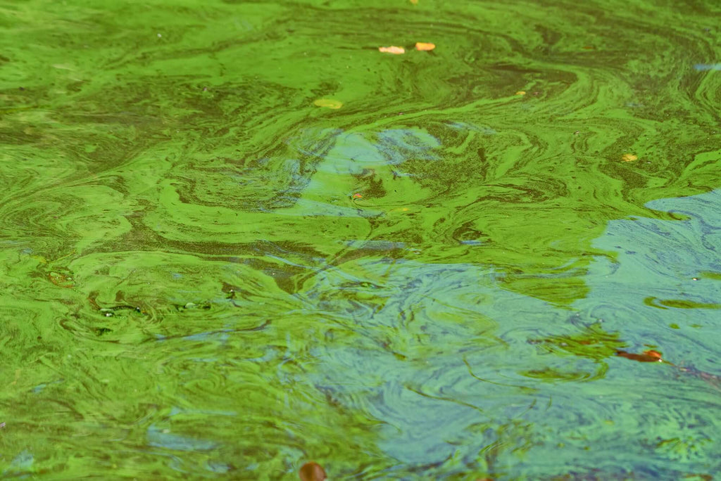 Algal bloom caused by chemical fertilizer