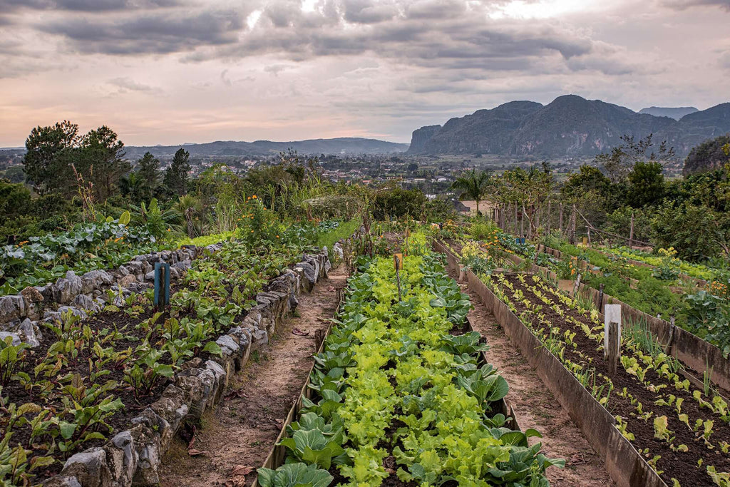 Organic fertilizer in industrial use