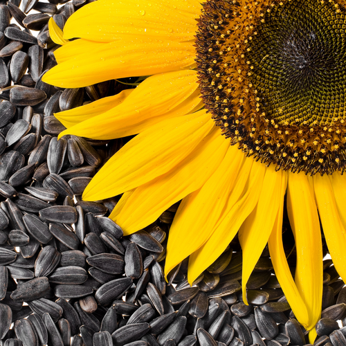 are black oil sunflower seeds bad for dogs