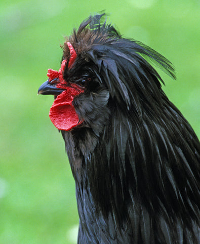 A Black Creveceour rooster stands in a green field. The side of his head faces the camera. 