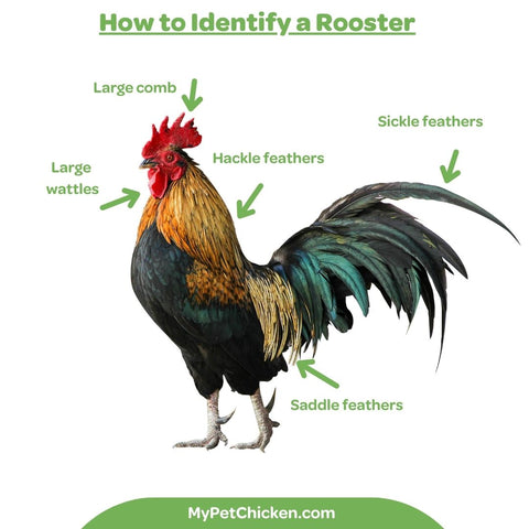 Learn how to identify if a chicken is a rooster or a hen.