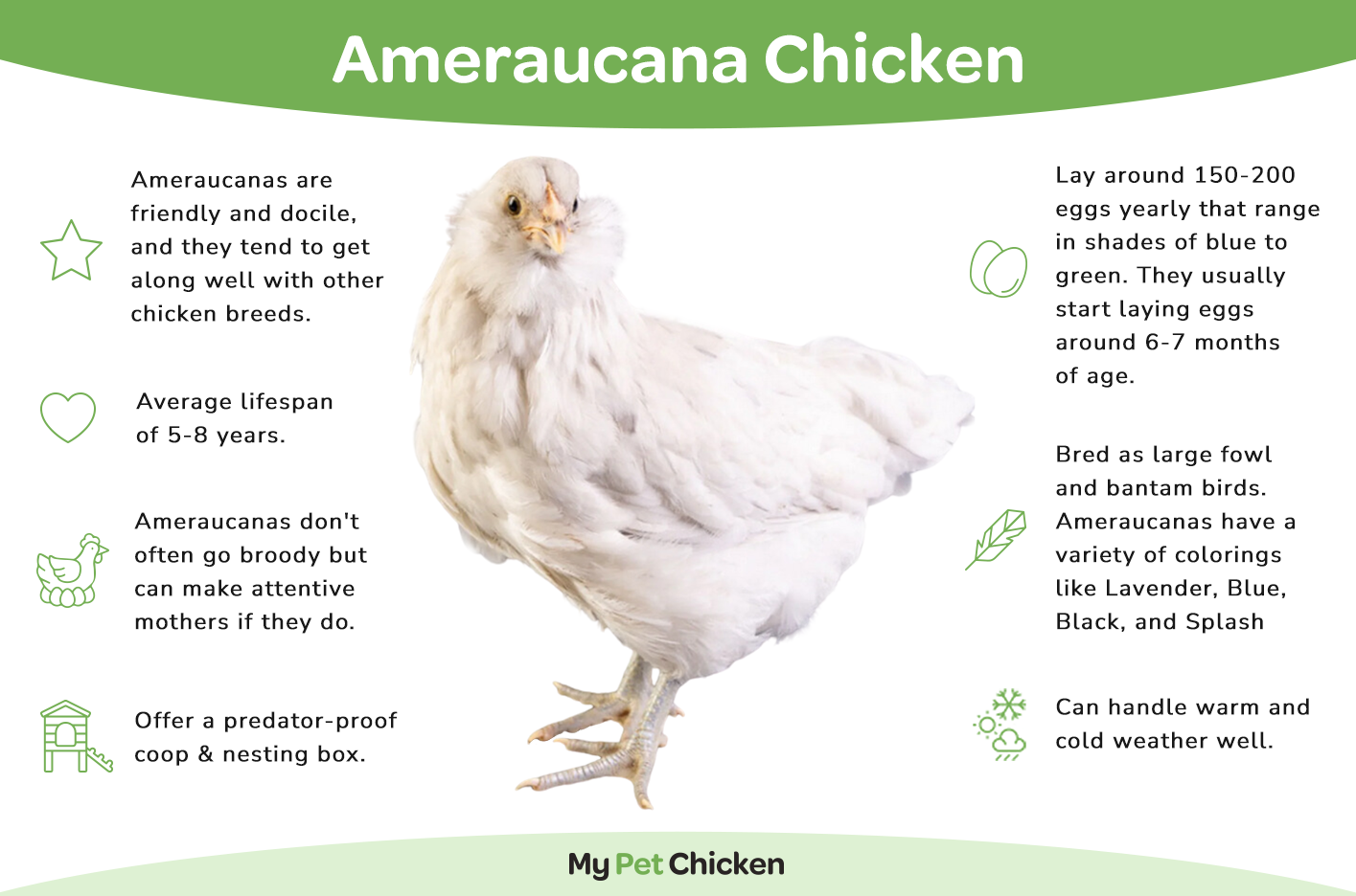 Ameraucana chickens, with their striking appearance and charming personalities, have gained popularity among poultry enthusiasts worldwide.