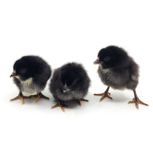 Pack Of 15 Isabel Straight Run Chicks Day Old