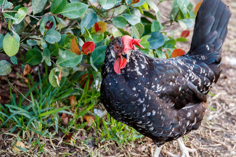 An Ancona hen stands in front of foliage.