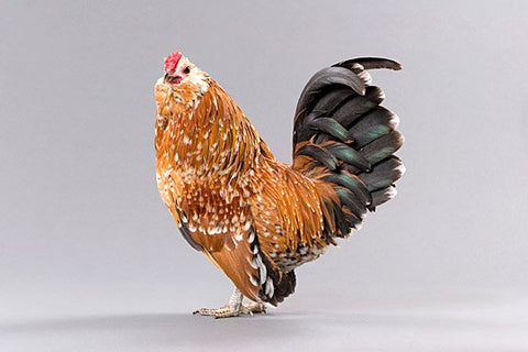 An Antwerp Belgian Bantam chicken rooster poses in front of a gray background. 