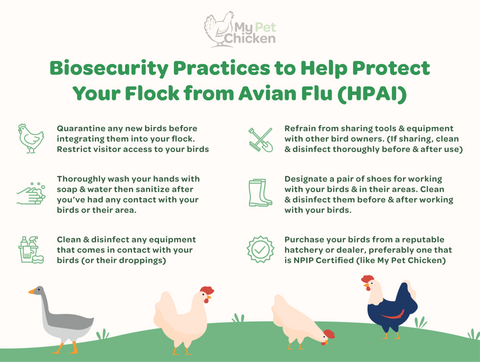 Practice these biosecurity practices to help protect your flock from the avian flu.