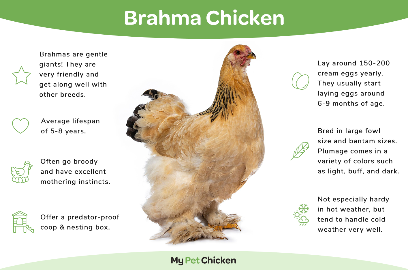 The Brahma chicken breed is friendly and make great mothers.