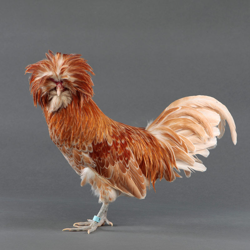 brahma Rooster with crow collar 