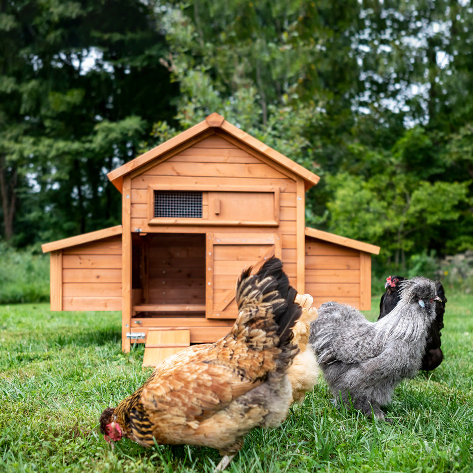 How much space should my chickens have inside their coop? - My Pet Chicken