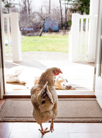 how do you train a bird dog not to kill chickens