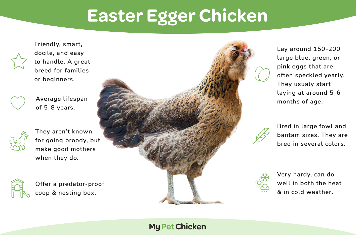 Easter Egger Chicken: The Complete Guide - My Pet Chicken