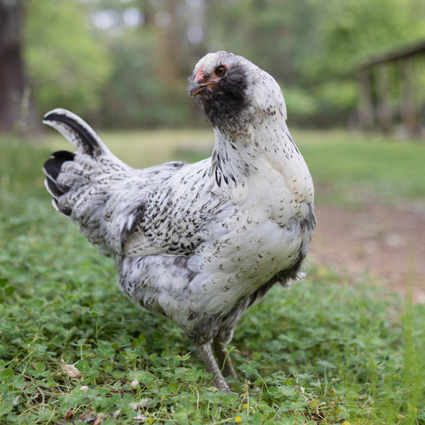 A white Easter Egger hen stands on green grass. 