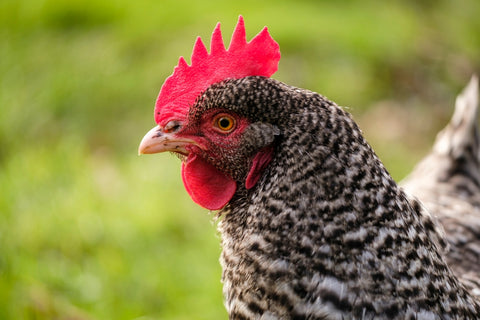 A Holland chicken poses for the camera while standing in a grass field. 