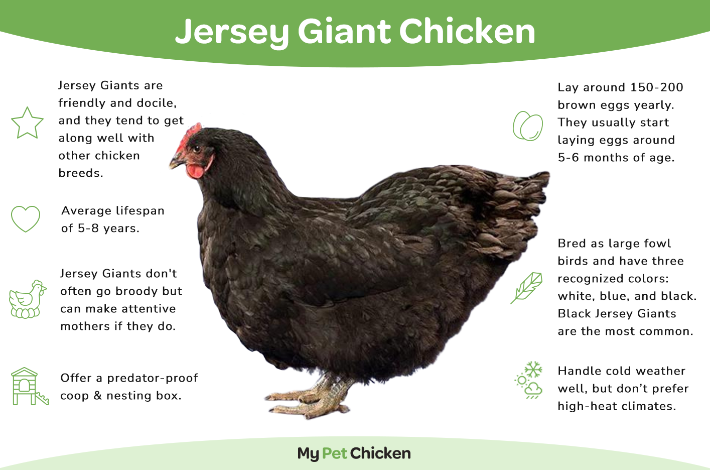 The Jersey Giant chicken breed is a friendly bird that lays extra large brown eggs.