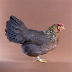 A Light Brown Leghorn hen stands in front of a beige background.
