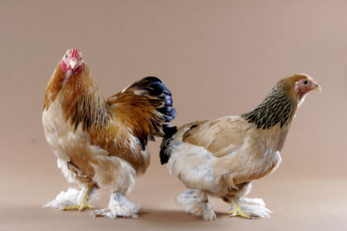 IDENTIFYING A ROOSTER HEN FEATHERS COMPARED BY FEATHERS: TO ROOSTER FEATHERS:  SICKLE WIDER, HACKLE HACKLE ROUNDED