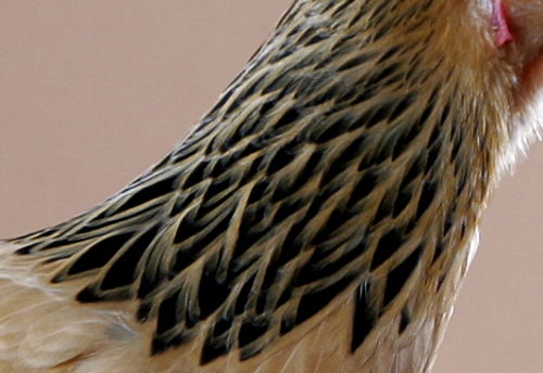 IDENTIFYING A ROOSTER HEN FEATHERS COMPARED BY FEATHERS: TO ROOSTER FEATHERS:  SICKLE WIDER, HACKLE HACKLE ROUNDED