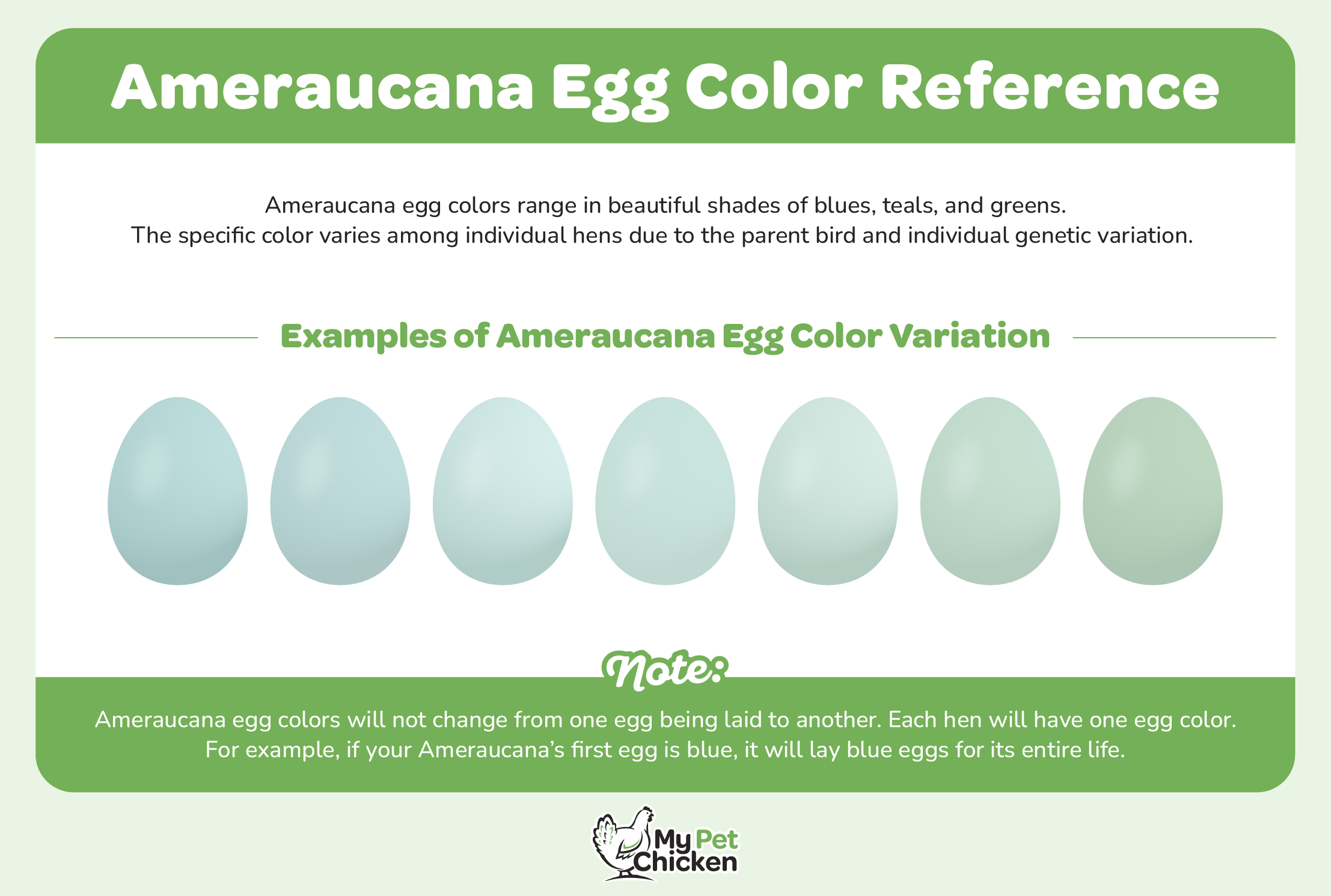 Ameraucana chickens lay a rage of blue and green eggs.