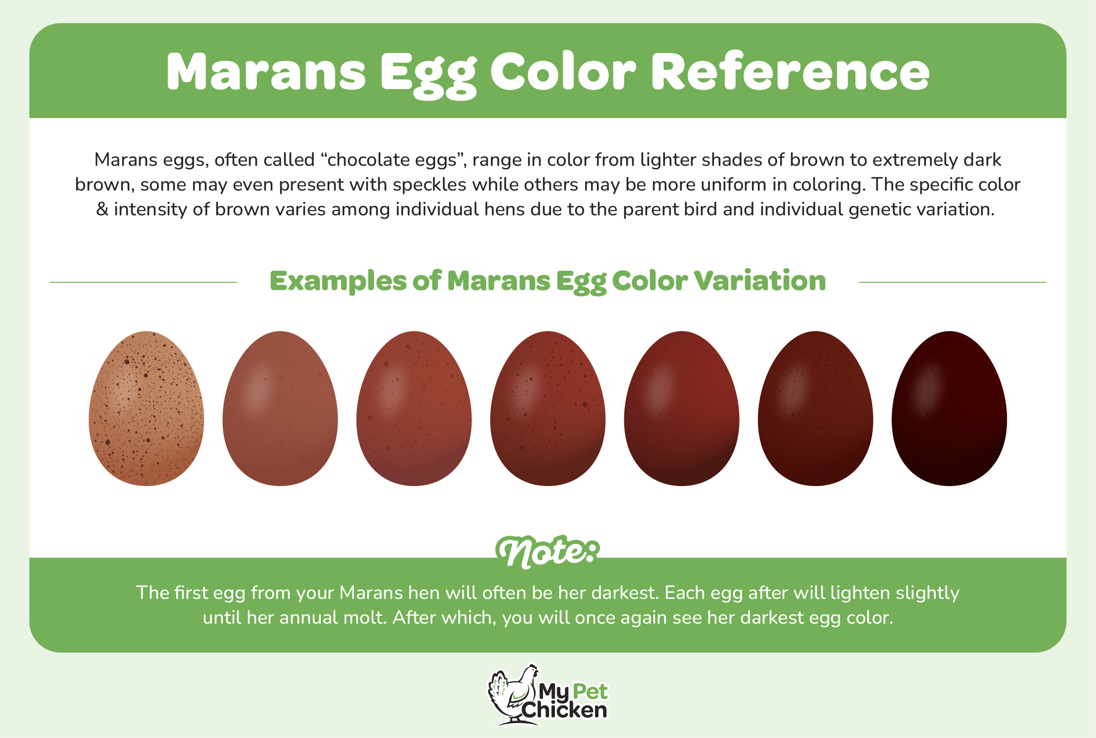 Marans chicken eggs range in shades of light brown to dark chocolate brown.