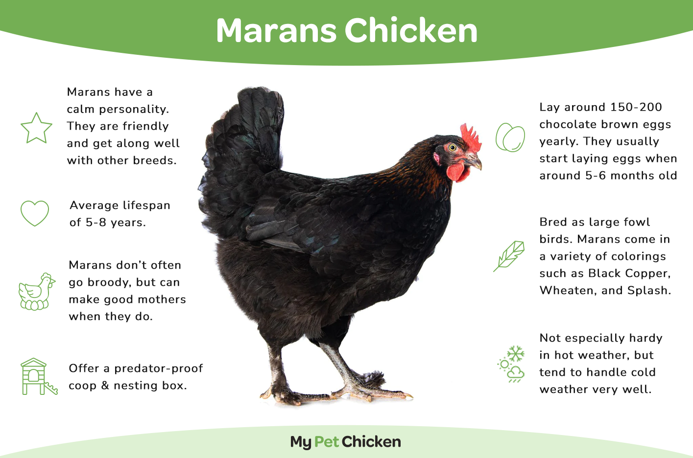 The marans chicken breed makes an excellent backyard pet due to its calm nature.