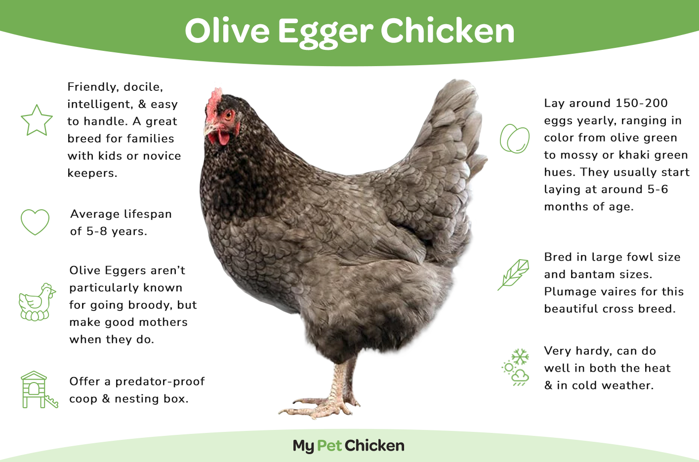 Olive Egger chicken breed information
