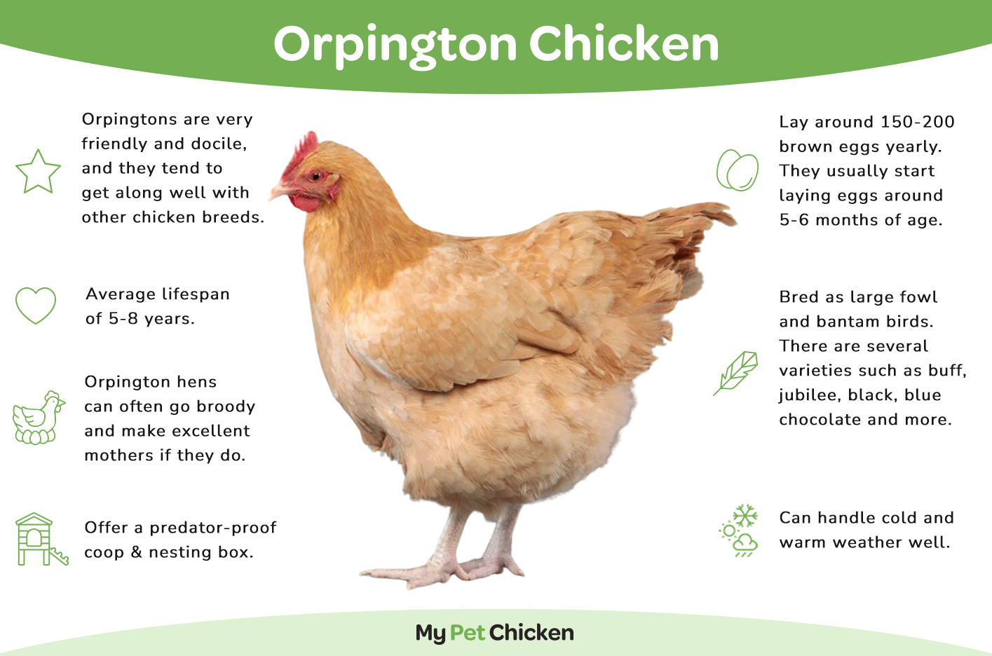 The Orpington chicken is a friendly and docile breed.