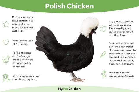 Information about the Polish Chicken Breed