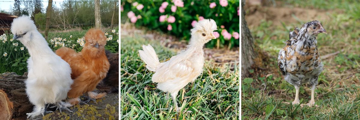 Learn how to best care for your new started chicken pullets.