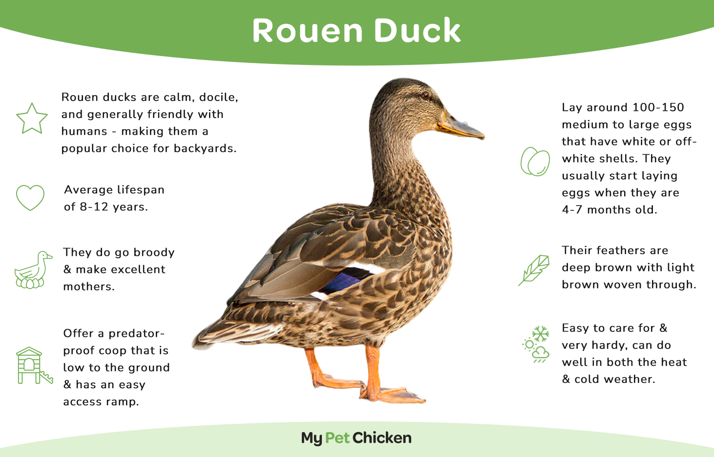 Rouen Duck breed