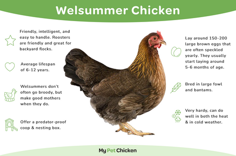 The Welsummer chicken is hardy in both cold and warm weather.