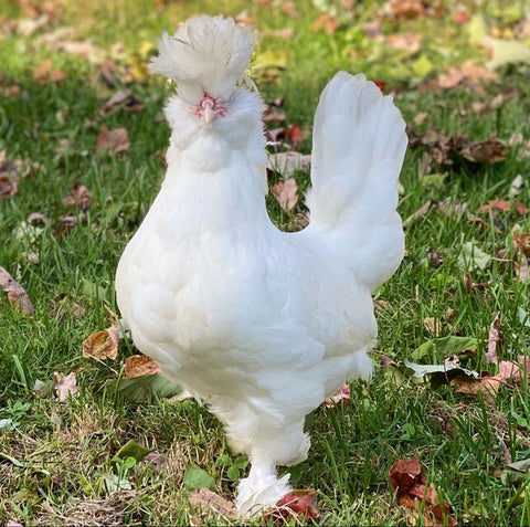 Sultans are an ornamental chicken breed that lays white eggs.