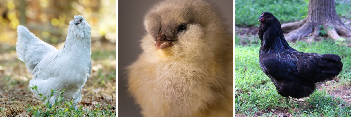 The Ameraucana chicken breeds coomes in a variety of feather colors, including, blue, black, lavender, and splash.