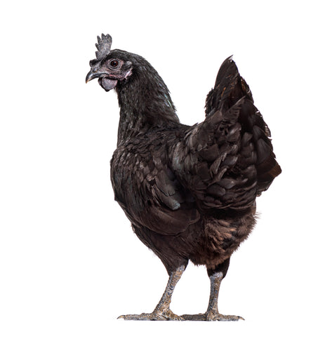 An Ayam Cemani hen poses in front of a white background with her head looking over her shoulder.