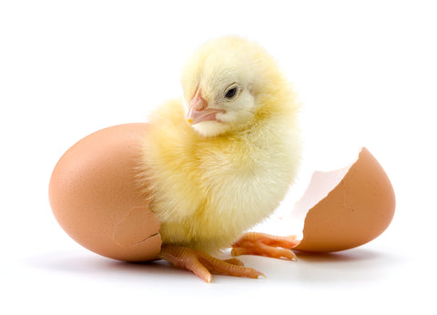 A yellow baby chick emerges from a brown chicken egg