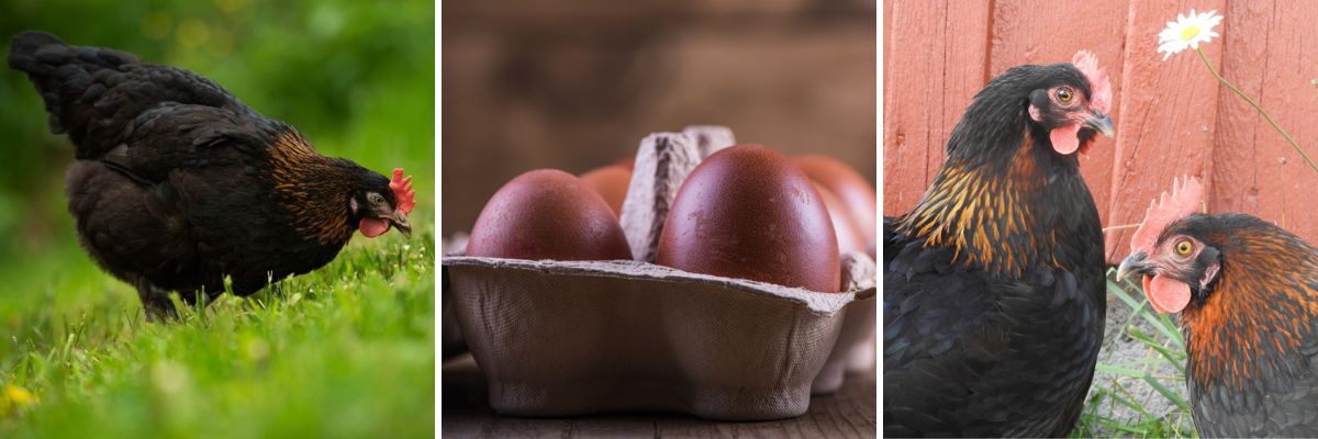 Black Copper Marans chicken