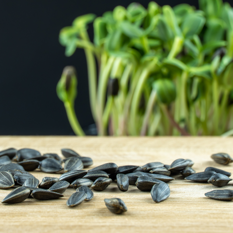 Black oil sunflower seeds and micro greens.