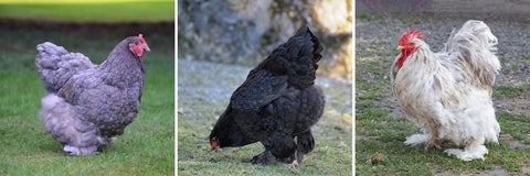 The blue, black, splash, feather color in chickens is determined by a diluting gene.