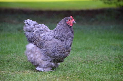 A fluffy Blue Cochin grazes in a field of green grass.