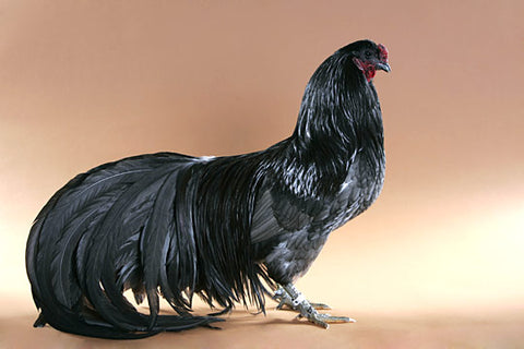 A Blue Sumatra rooster stands in front of a beige background. 