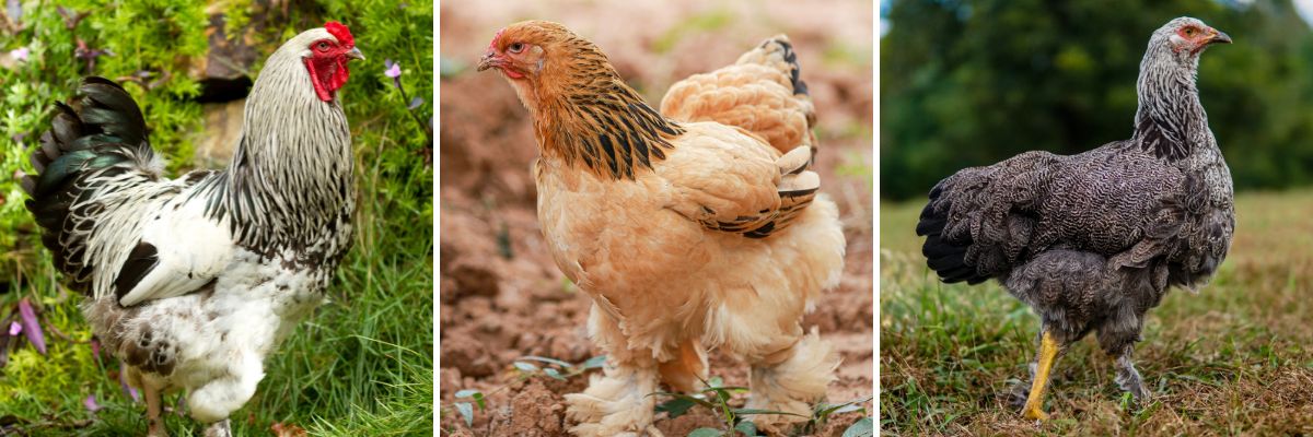Brahmas are considered gentle giants and make a great chicken breed for backyard chicken keepers.