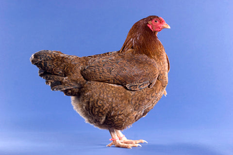 A Chantecler chicken poses in front of a blue background. 